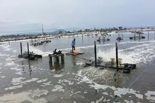 KESEMPATAN KERJA DI PERUSAHAAN TAMBAK UDANG
