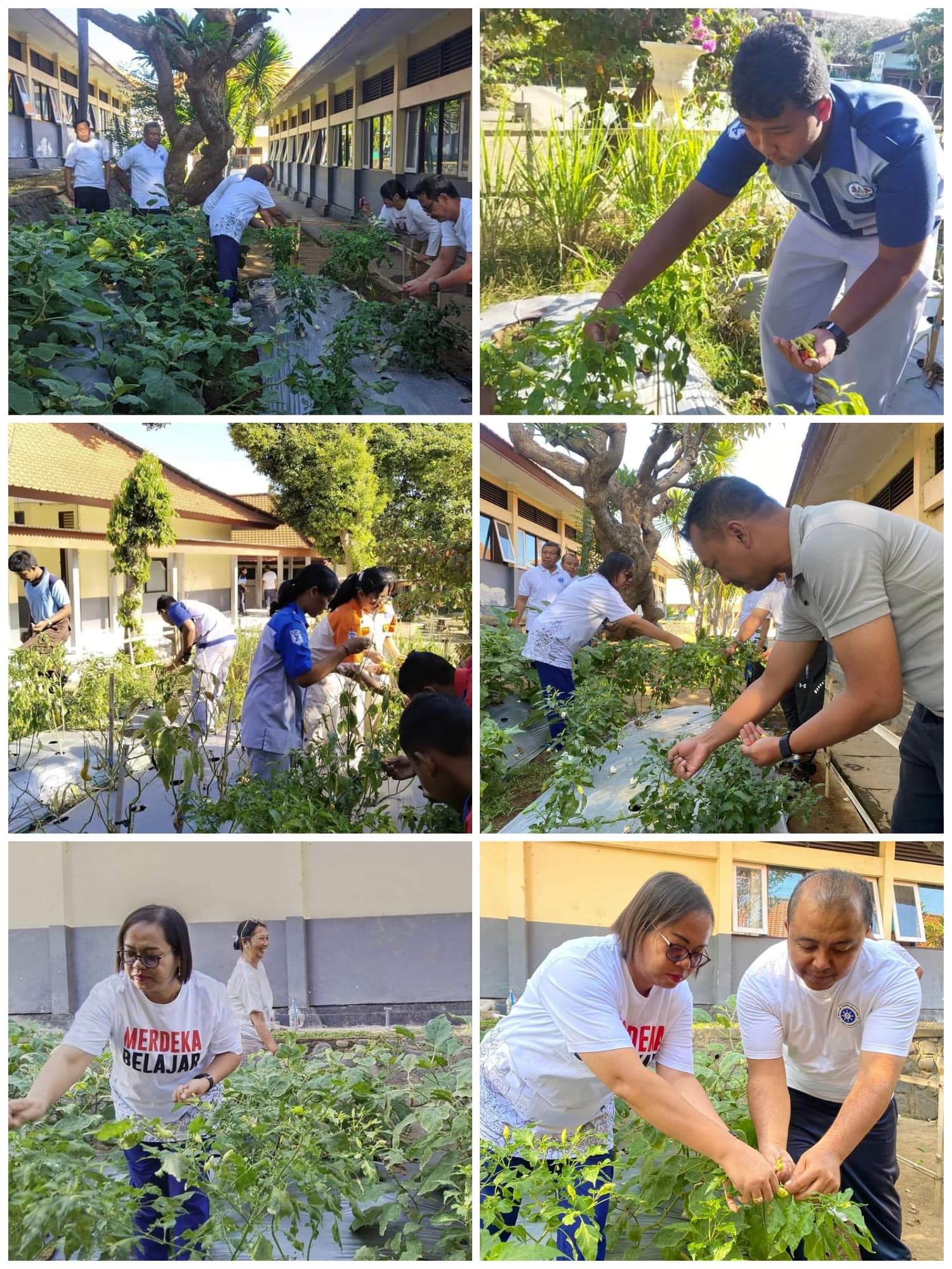 Panen Cabai Dan Terong Di Kebun Sekolah