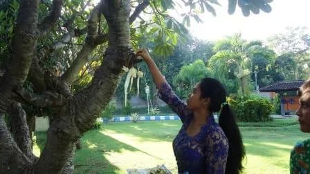 TUMPEK WARIGA MOMEN PENINGKATAN KESADARAN AKAN MANFAAT TUMBUHAN SEBAGAI PENYELAMAT ALAM